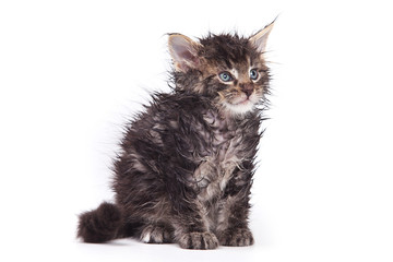 Siberian cat isolated on white