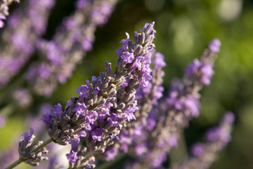 Lavendel