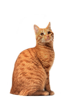 chat roux assis