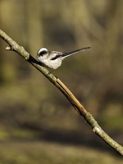 Long Tailed Tit  (Aegithalos caudatus)