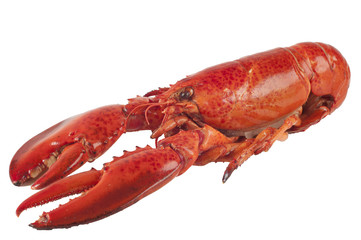 Langosta roja