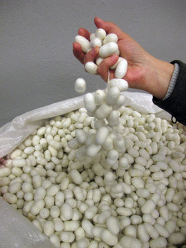 Kokons der Seidenraupe - silkworm cocoons