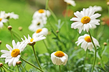 Many chamomile flowers on wide field under midday sun