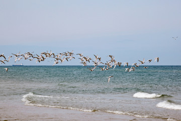 Common Tern