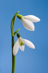 Obraz premium Snowdrops