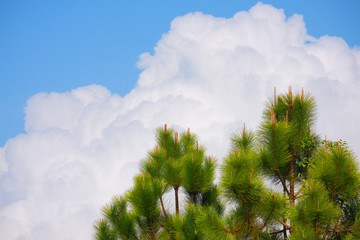 Fototapeta na wymiar pine tree, cloud and sky