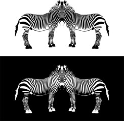 zwei Zebras