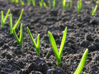 garlic plantation