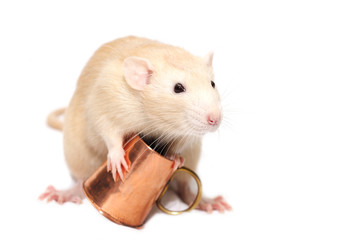 Ginger rat with copper mug