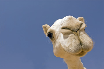 camel - obrazy, fototapety, plakaty