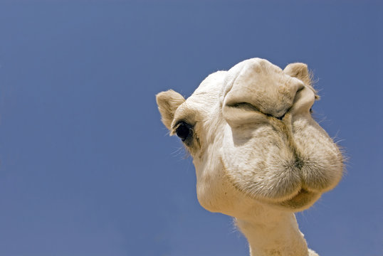 camel