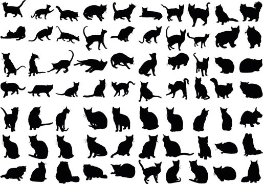 Vector illustration of various cats silhouettes
