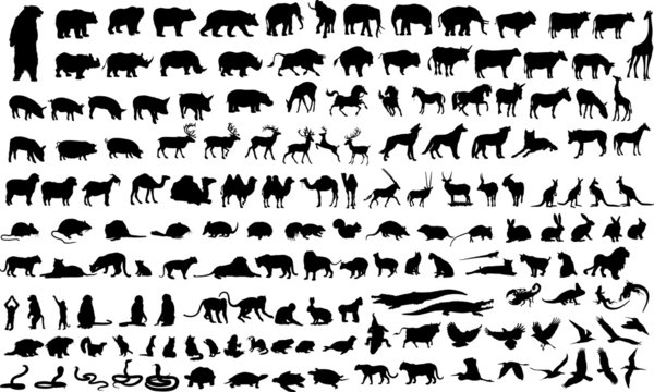 Vector illustration of animals, reptile and birds silhouettes
