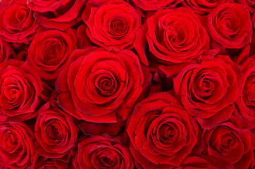 bed of red roses