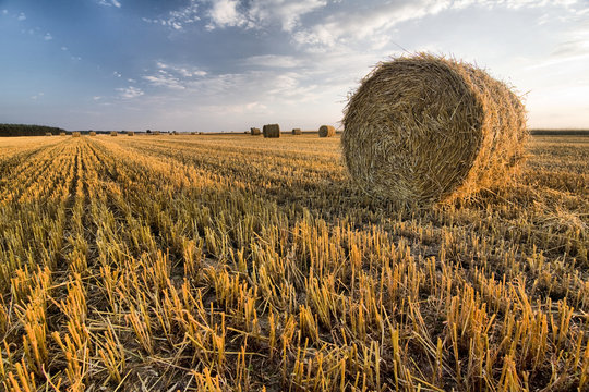 fields