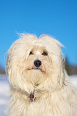 Hunderasse Havaneser