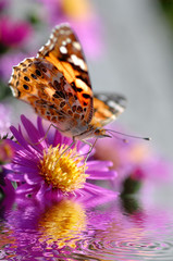 Schmetterling auf Aster mit Wasser