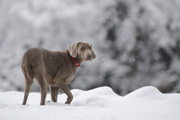 Weimaraner im Schnee