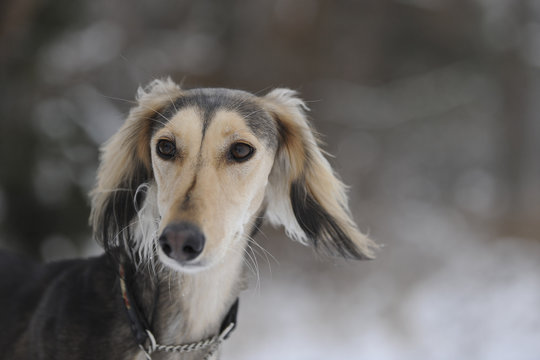 Hundeportrait