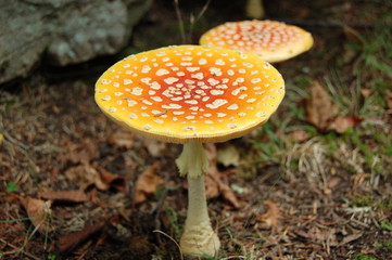 fly agaric