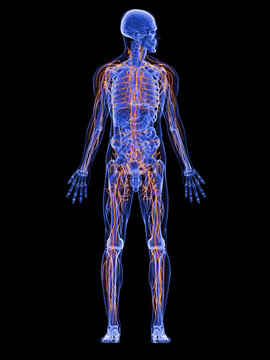 männliche Anatomie mit Lymphsystem