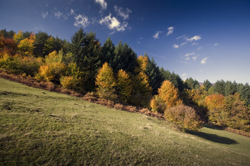 Naklejka premium Beautiful landscape of colorful sunlit autumn forest