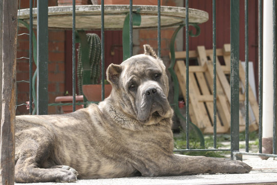 Cane Corso