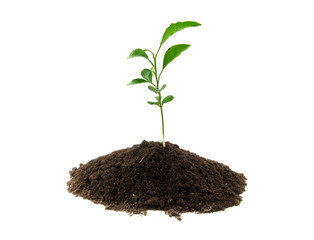 young green plant