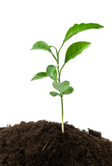 green plant growing