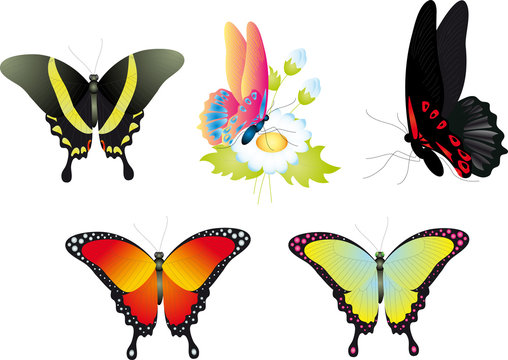 Butterfly. Vector collection