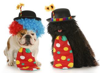 dog clowns