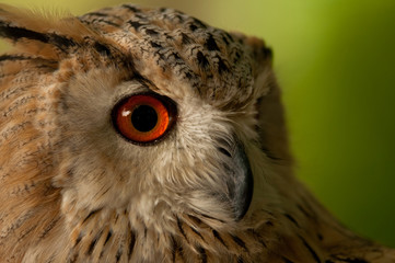 Mirada