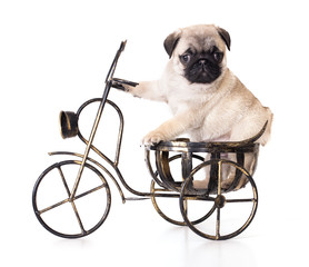 purebred pug puppy