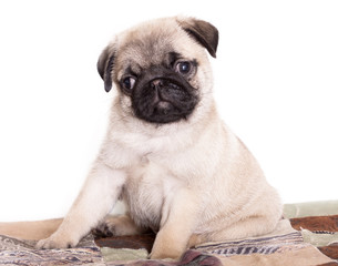 pug purebred puppy
