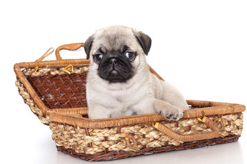 pug purebred puppy