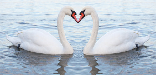 Cigni innamorati