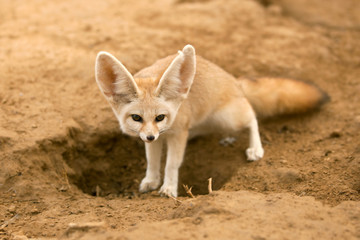 fennec fox - 29392424
