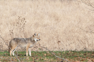Coyote in town