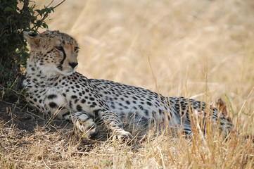 Cheetah (Acinonyx jubatus)