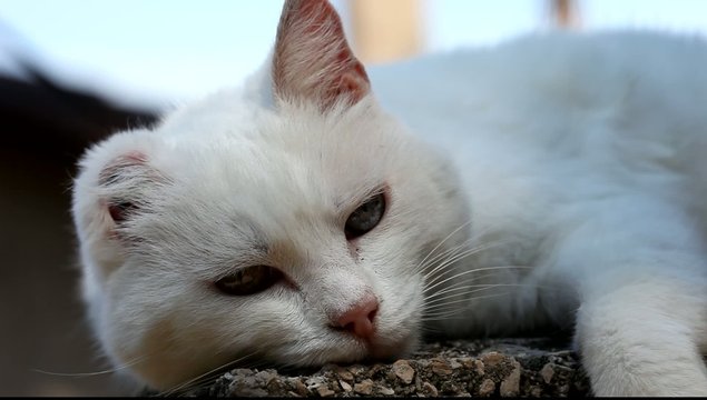 petit chat blanc
