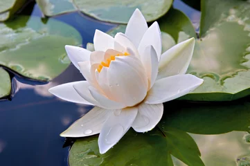 Foto auf Acrylglas Wasserlilien Weiße Lilie