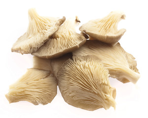 mushrooms