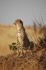 Cheetah (Acinonyx jubatus)