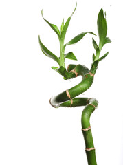 lucky bamboo