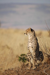 Cheetah (Acinonyx jubatus)