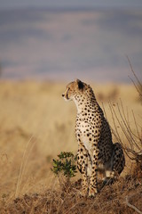 Cheetah (Acinonyx jubatus)
