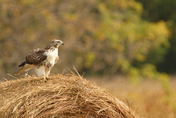 Red-tailed Hawk