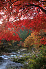 奥津渓谷の紅葉