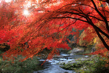 奥津渓谷の紅葉