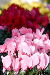 Fototapeta premium シクラメンの花
